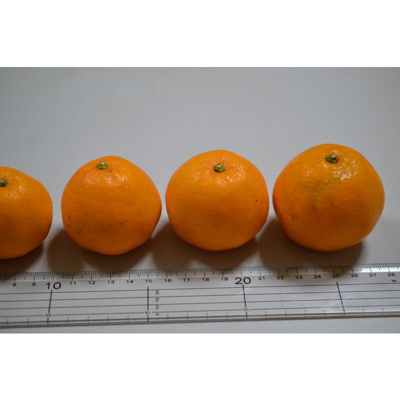 はるみ 小玉(Sサイズ以下)10kg(箱込約10kg)和歌山県産 訳 はるみ 小玉(Sサイズ以下)10kg(箱込約10kg)和歌山県産 訳