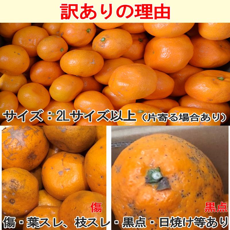 みかん 大玉（2Lサイズ以上）10kg（箱込約10kg）和歌山県産 訳あり・ご家庭用 送料無料（東北・北海道・沖縄県除く）（配達日指定不可）｜kusunokidou｜05