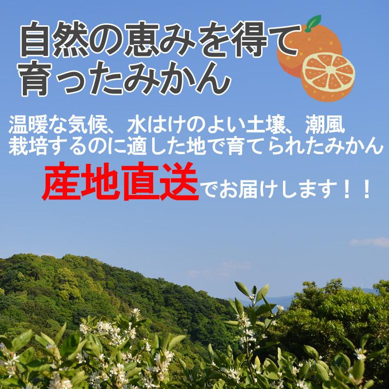 みかん 小玉（3S〜Sサイズ）10kg（箱込約10kg）和歌山県産 訳あり・ご