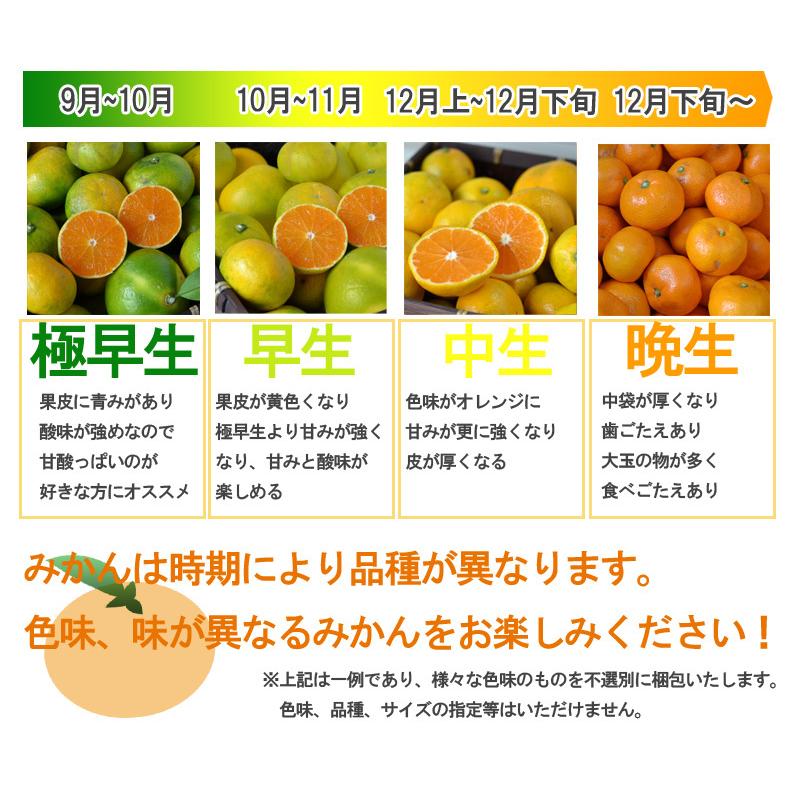 みかん 小玉(3S〜Sサイズ)3kg(箱込約3kg)和歌山県産 訳あり・ご家庭用 送料無料(東北・北海道・沖縄県除く)(配達日指定不可) :mikansss3k:よろずストア くすのき堂 - 通販 - Yahoo!ショッピング みかん 小玉(3S〜Sサイズ)3kg(箱込約3kg)和歌山県産 訳あり・ご家庭用 送料無料(東北・北海道・沖縄県除く)(配達日指定不可) :mikansss3k:よろずストア くすのき堂 - 通販 - Yahoo!ショッピング