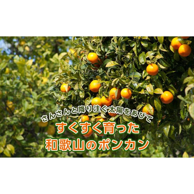 ポンカン 8kg（箱込約8kg）和歌山県産 訳あり・ご家庭用 送料無料（東北・北海道・沖縄県除く）（配達日指定不可）｜kusunokidou｜04