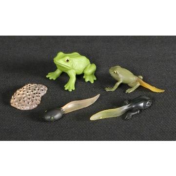 カエル 生命周期 フィギュア セット』 : くうねる堂 - 通販 - Yahoo