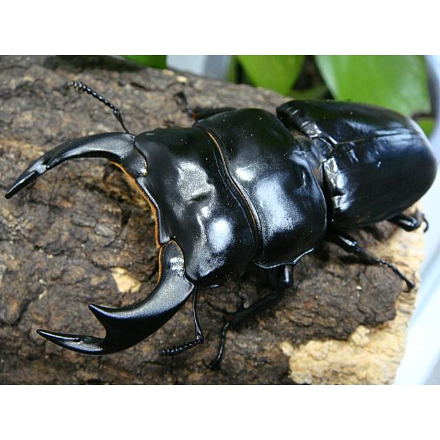 インドアンタエウスオオクワガタ☆激レア産地＿幼虫3頭セット☆種オス