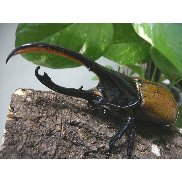 ヘラクレス リッキー成虫ペア ヘラクレスオオカブト 133ミリペア Texascashandpawn Com