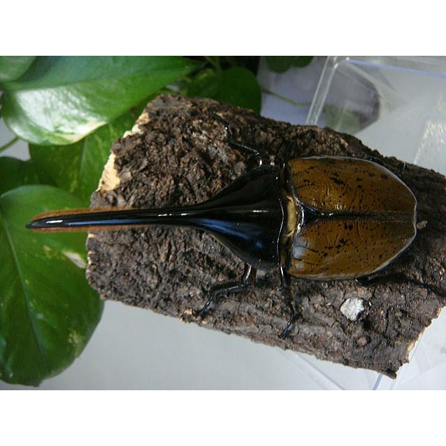 ヘラクレス・リッキー成虫ペア☆ヘラクレスオオカブト☆♂133ミリペア