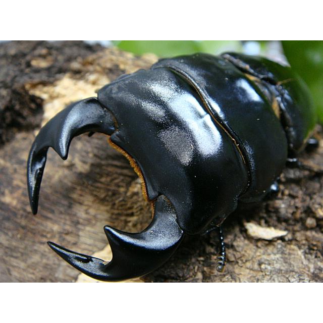 アンタエウスオオクワガタ ♂約85.5ミリ♀約50ミリ