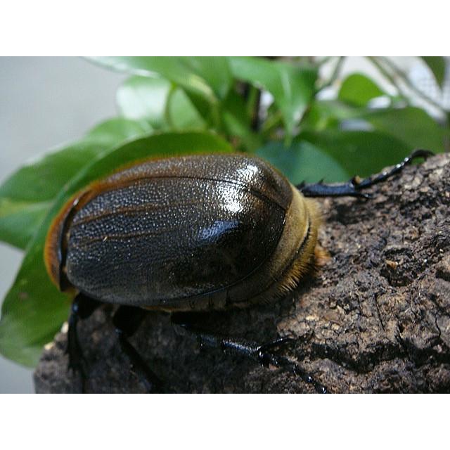 ヘラクレスオオカブトメス ヘラクレスオオカブト成虫メス単品（♀サイズフリー）【 生き物 昆虫