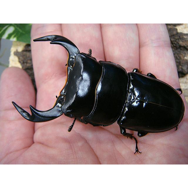 アンタエウスオオクワガタ成虫ペア★インド_アルナーチャル産Ｆ５★♂75.8ミリ♀44.0ミリ | 