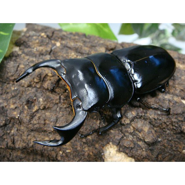 アンタエウスオオクワガタ成虫ペア★インド_アルナーチャル産Ｆ５★♂75.8ミリ♀44.0ミリ |  | 01