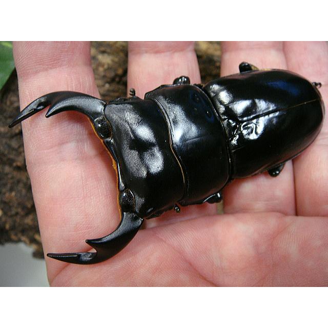 アンタエウスオオクワガタ成虫ペア★インド_アルナーチャル産Ｆ５★♂77.5ミリ♀45.3ミリ | 