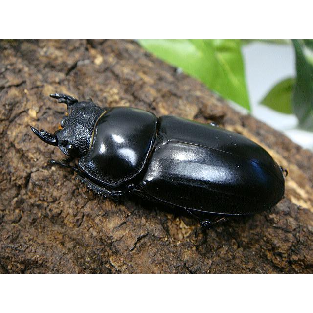 アンタエウスオオクワガタ成虫ペア★インド_アルナーチャル産Ｆ５★♂77.5ミリ♀45.3ミリ |  | 03