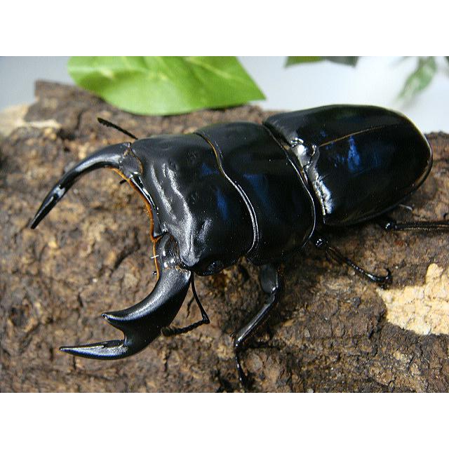 【訳あり特価】アンタエウスオオクワガタ成虫ペア★インド_アルナーチャル産Ｆ５★♂78.0ミリ♀46.0ミリ | 