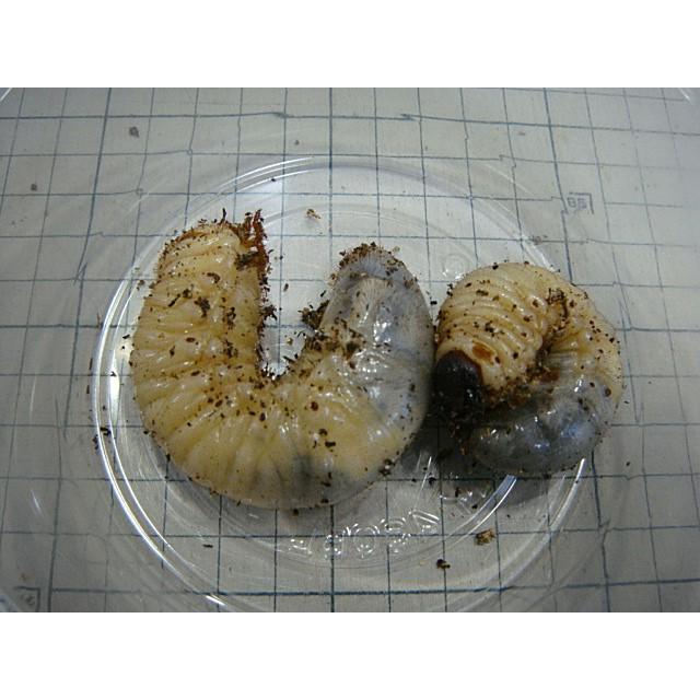 国産カブトムシ幼虫ペア☆そろそろサナギになります☆オス幼虫とメス
