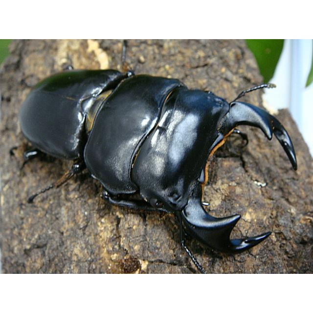 アンタエウスオオクワガタ89mmペア マレーアンタエウスオオクワ 74mm ペア》 | KPW公式オンラインショップ