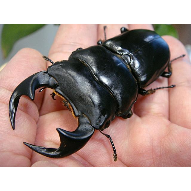 アンタエウスオオクワガタ（マレーアンタエウス）成虫ペア【優良