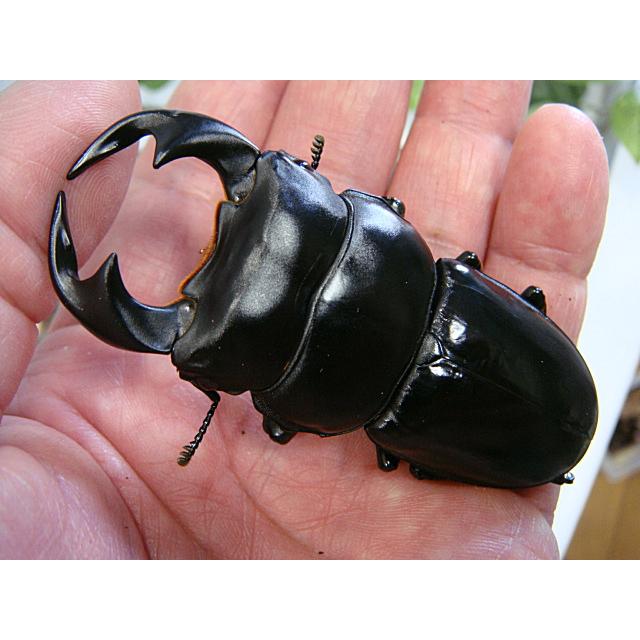 アンタエウスオオクワガタ（マレーアンタエウス）成虫ペア★キャメロンハイランド産★オス79.0ミリ・メス48.0ミリ | 