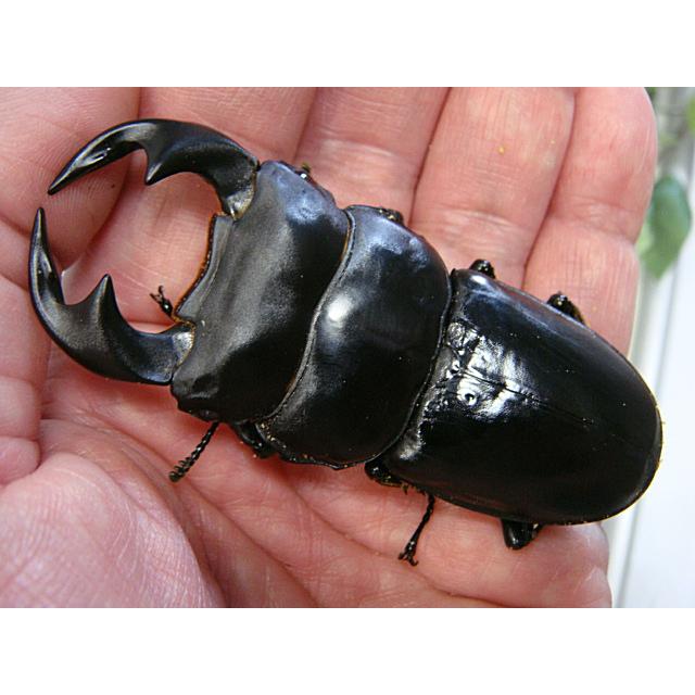 アンタエウスオオクワガタ（マレーアンタエウス）成虫ペア★キャメロンハイランド産★オス80.5ミリ・メス49.7ミリ | 