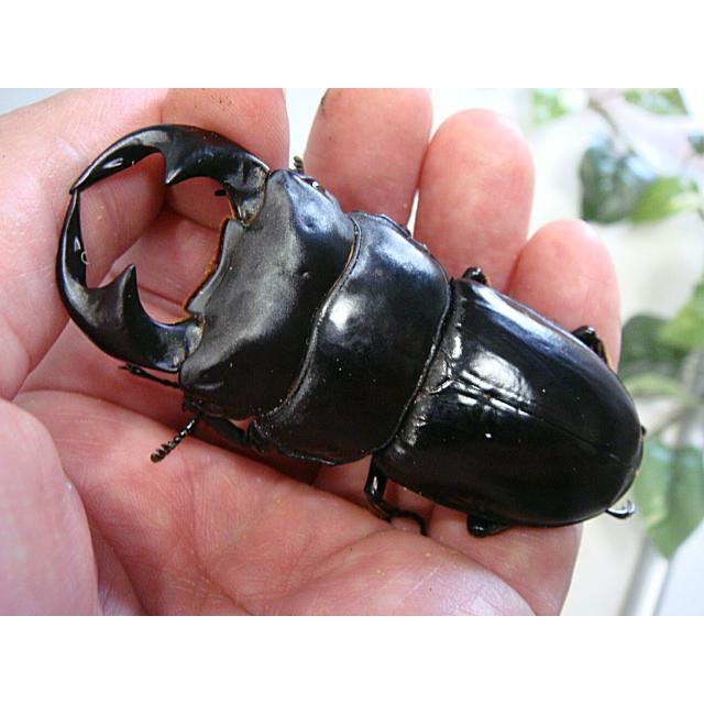アンタエウスオオクワガタ（マレーアンタエウス）成虫ペア★キャメロンハイランド産★オス81.2ミリ・メス51.3ミリ | 