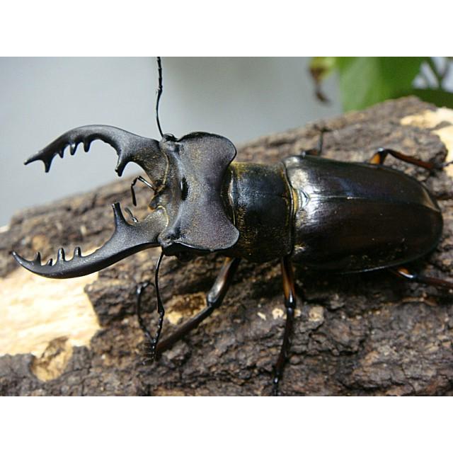 ミヤマクワガタ 日本の昆虫シリーズ　8 ミヤマクワガタ 日本の昆虫シリーズ 8