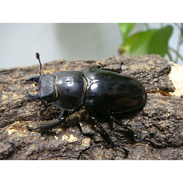 ミヤマクワガタ野外採集品ペア☆鹿児島県産☆♂69.3ミリ♀38.4