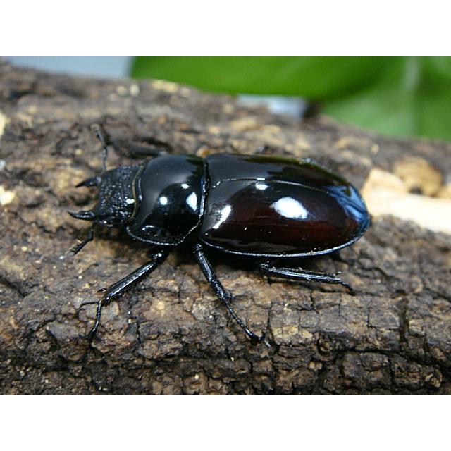 日本限定モデル 綺麗なツヤ 小型で可愛いクワガタです ｗｆ２ 44 0ミリ 30 5ミリ ハザン産 オーベルチュールシカクワガタ成虫ペア ベトナム 昆虫生体 Www Diresatumbes Gob Pe