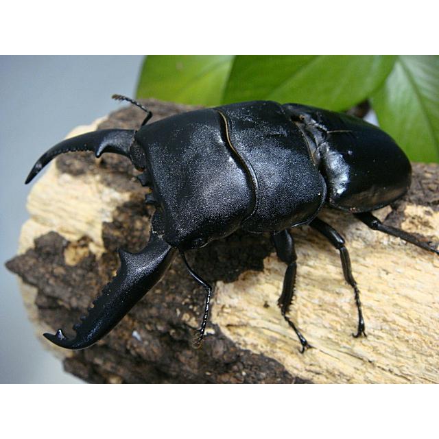 パラワンオオヒラタクワガタ成虫ペア 種オスはホワイトアイ ガントン山産ｃｂｆ１ 96 5ミリ 45 4ミリ Parawan くわmax 通販 Yahoo ショッピング