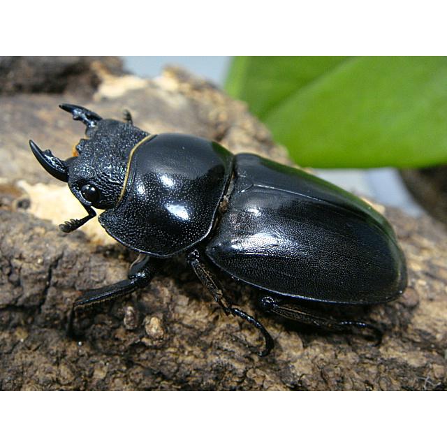 パラワンオオヒラタクワガタ成虫ペア☆種オスはホワイトアイ☆ガントン