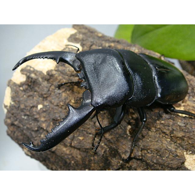 パラワンオオヒラタクワガタ成虫ペア 種オスはホワイトアイ ガントン山産ｃｂｆ１ 99 2ミリ 46 6ミリ Parawan くわmax 通販 Yahoo ショッピング