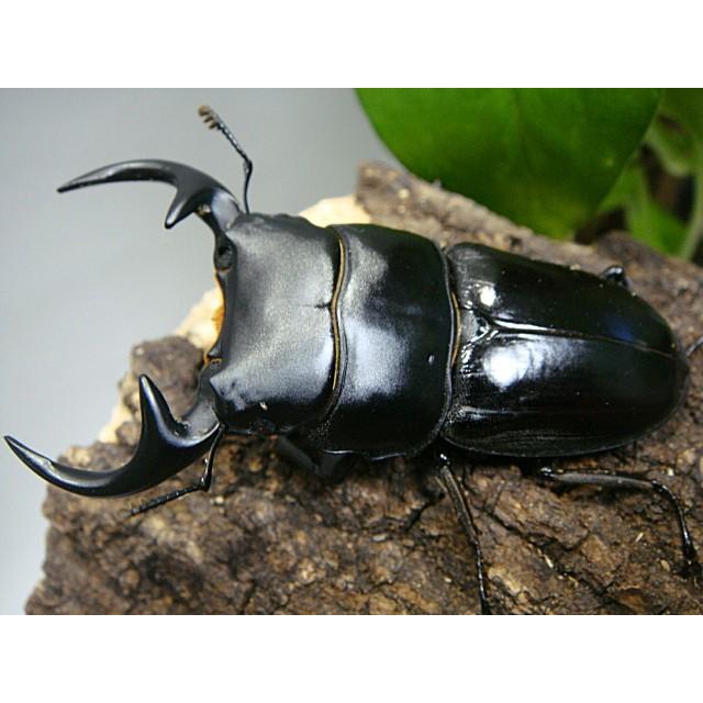 クルビデンスオオクワガタSSP（babai）成虫ペア☆ベトナム_ダクノン産