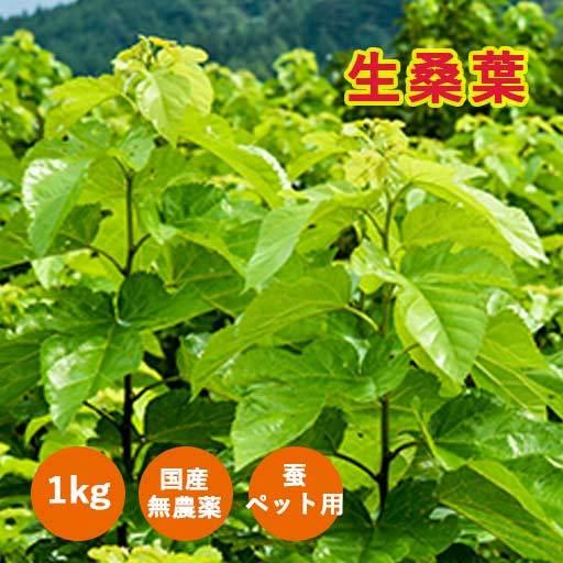生桑の葉 1kg 約250枚 (山梨県市川三郷町産 農薬不使用桑) エサ 蚕の
