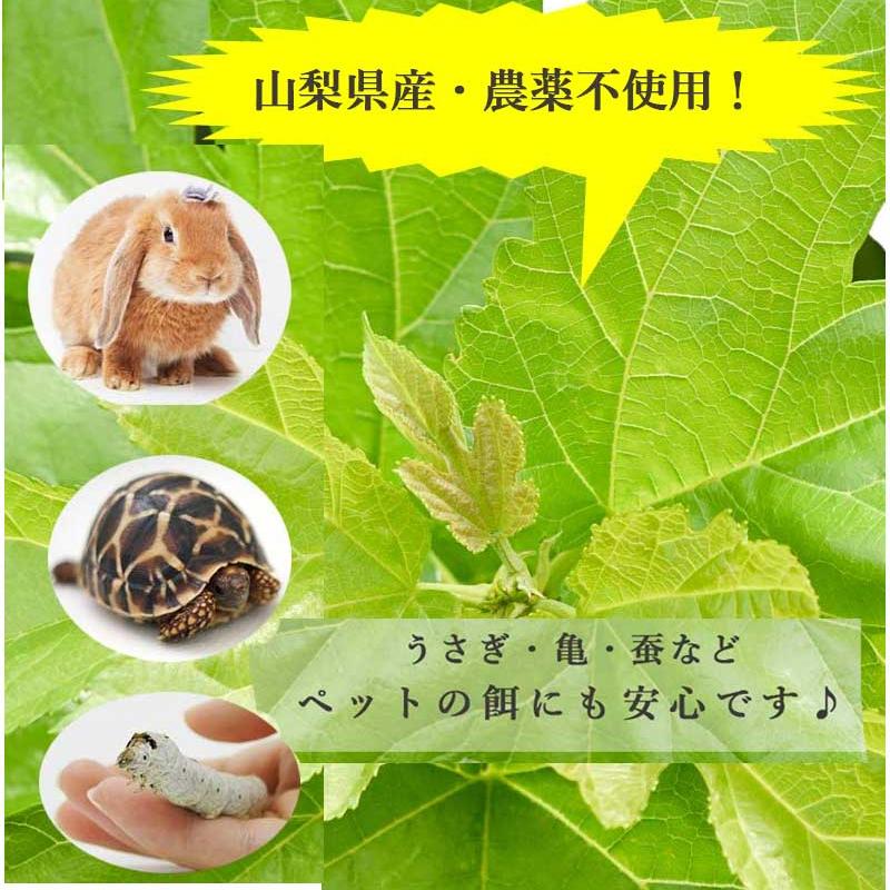 完全農薬不使用桑の葉 ネコポス1杯‼️　蚕、亀、うさぎのおやつ　桑の葉若葉 生桑の葉 1kg 約250枚 (山梨県市川三郷町産 農薬不使用桑) エサ 蚕の
