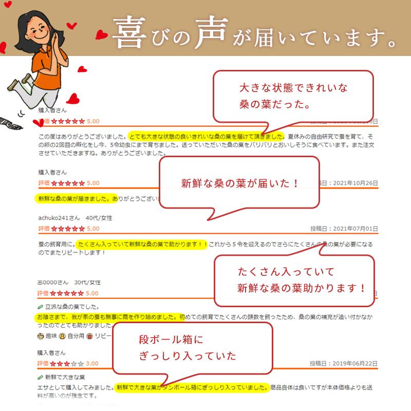 生桑の葉 1kg 約250枚 (山梨県市川三郷町産 農薬不使用桑) エサ 蚕の