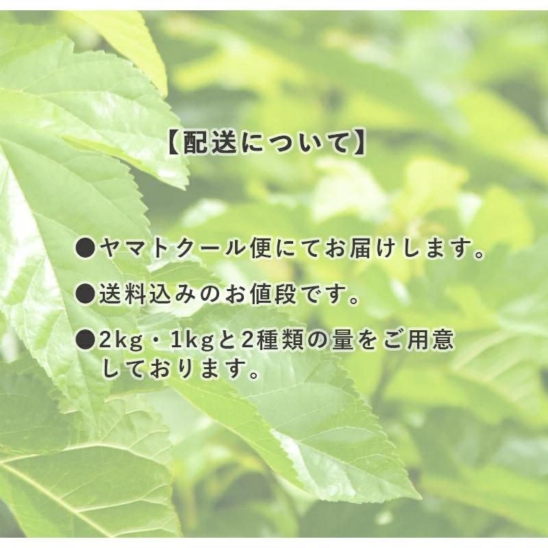 生桑の葉 1kg 約250枚 (山梨県市川三郷町産 農薬不使用桑) エサ 蚕の