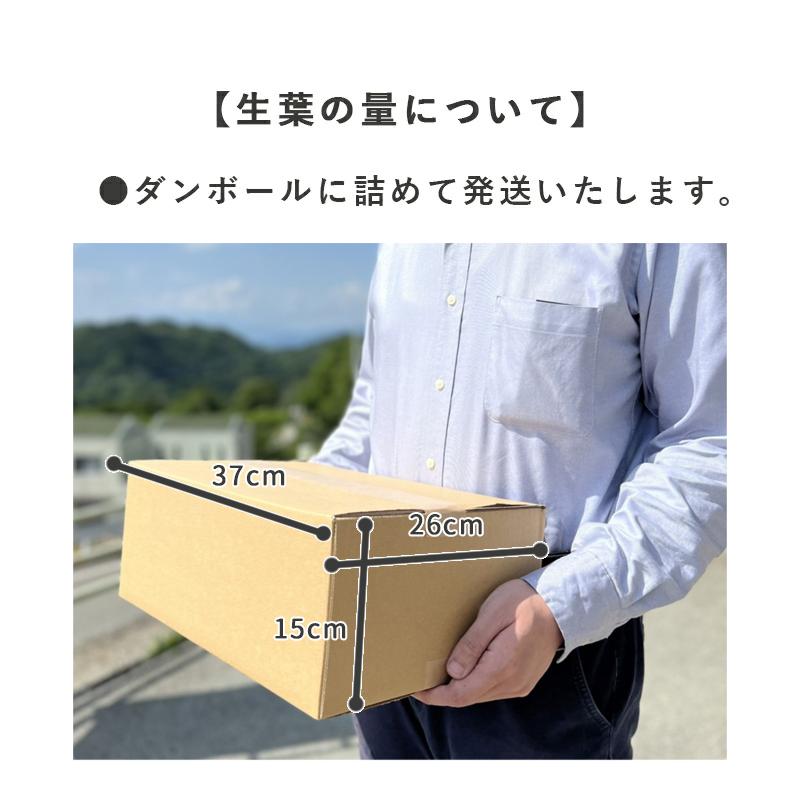 生桑の葉 1kg 約250枚 (山梨県市川三郷町産 農薬不使用桑) エサ 蚕の