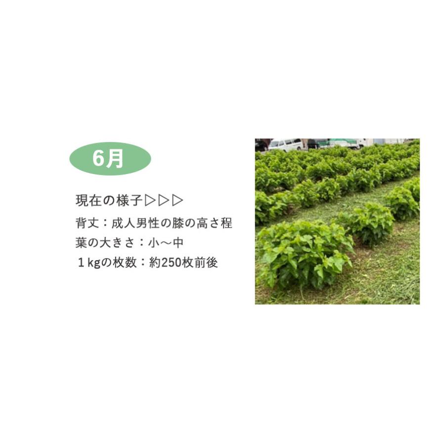 生桑の葉 1kg 約250枚 (山梨県市川三郷町産 農薬不使用桑) エサ 蚕の