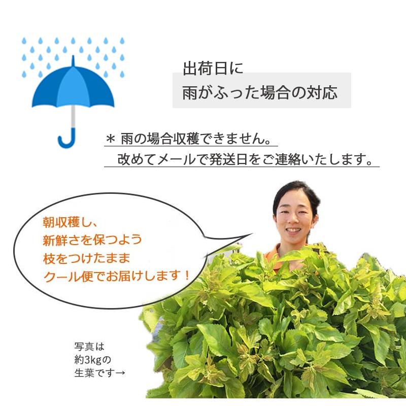 生桑の葉 1kg 約250枚 (山梨県市川三郷町産 農薬不使用桑) エサ 蚕の