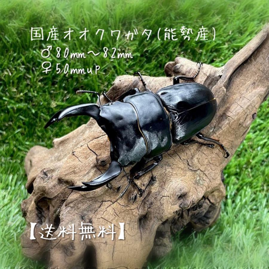 kuwagatashop-yuyu_p8082