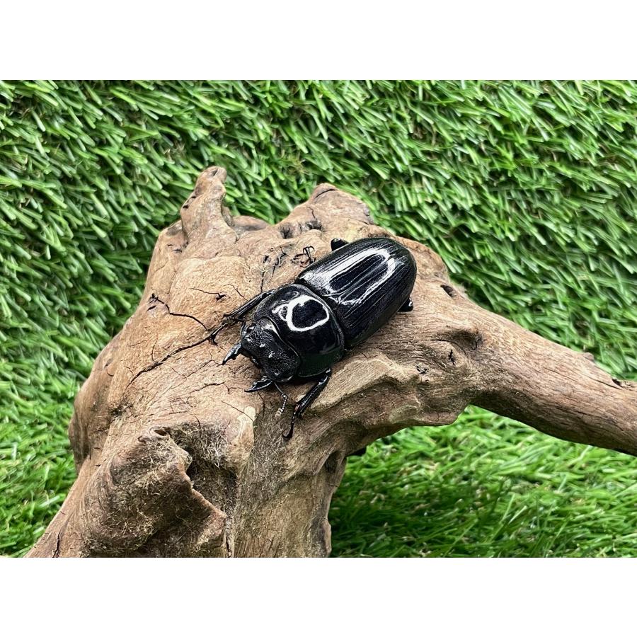 オオクワガタ 能勢産 ♂83mm ♀フリー ペア : クワガタ