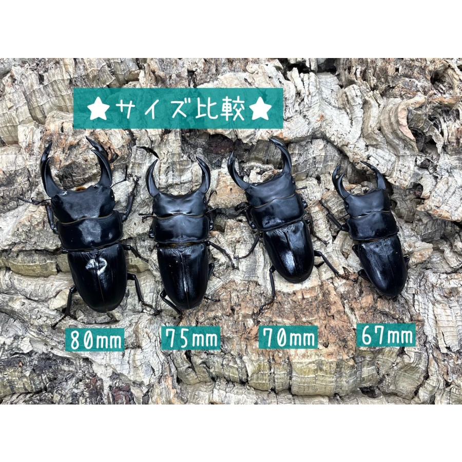 能勢産オオクワガタ ♂88.7 ♀56.2 標本用 オスメスペア 能勢産オオクワガタ ♂88.7 ♀56.2 標本用 オスメスペア 価格の