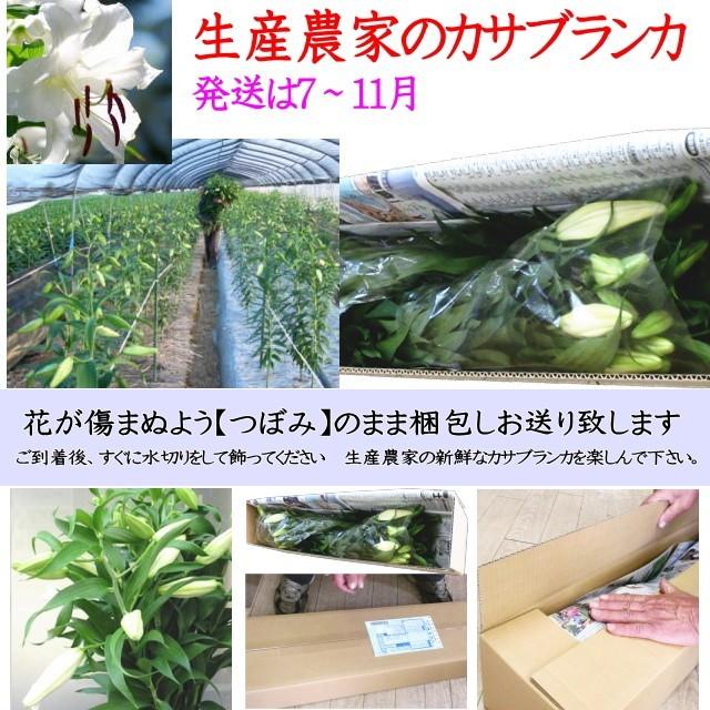 送料込】カサブランカ ユリ 花 20本（花束 5本x4束）（4〜7、8輪