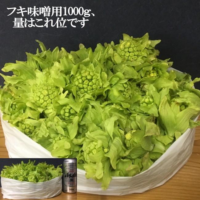 ふきのとう 山菜 通販 1kg前後 フキ味噌用 予約 (少し大きな ふきのとう 山菜 通販 1kg前後 フキ味噌用 予約 (少し大きな