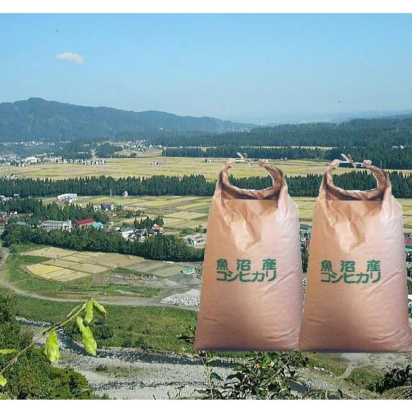 コシヒカリ 米 白米 1kg（特別栽培米）2025年産 魚沼産コシヒカリ 景品