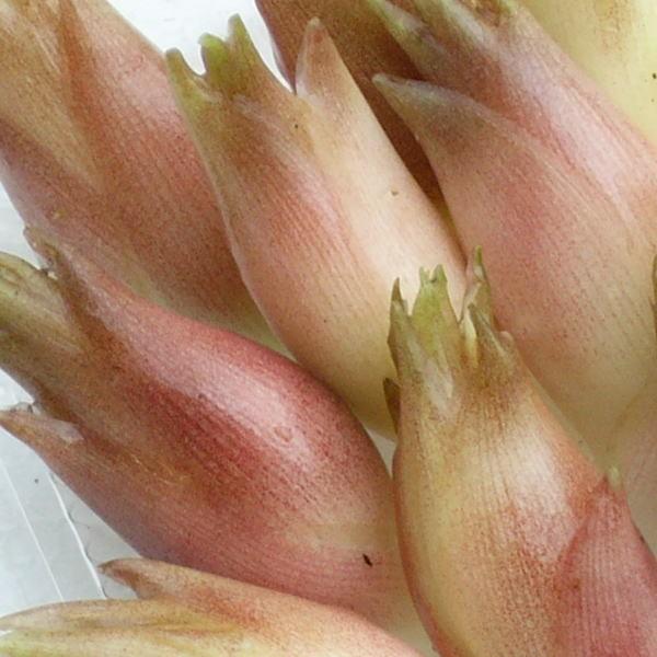 茗荷 ミョウガ 朝採り みょうが 超歓迎された 新潟産 採りたて発送 500g