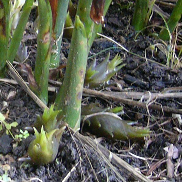 茗荷 New ミョウガ 朝採り みょうが 500g 採りたて発送 新潟産