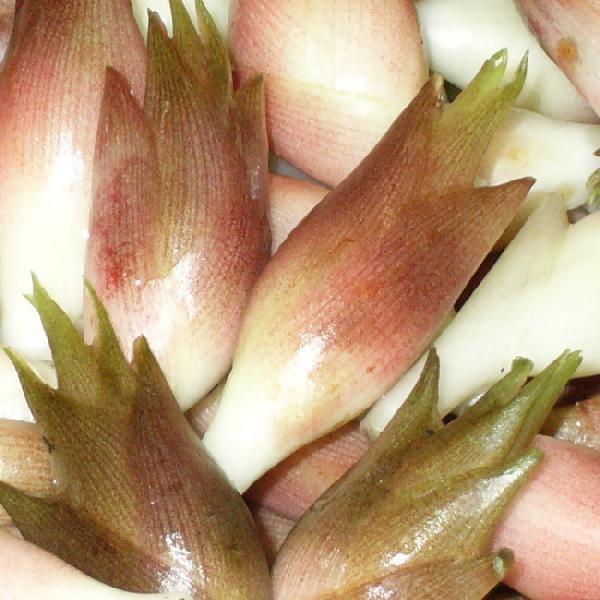 みょうが 500g 茗荷 ミョウガ 朝採り 採りたて発送 新潟産 75127