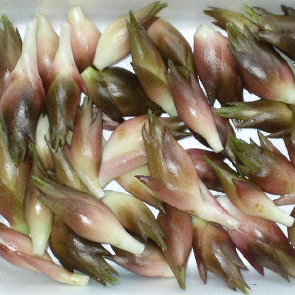 みょうが 500g 茗荷 ミョウガ 朝採り 採りたて発送 新潟産 75127