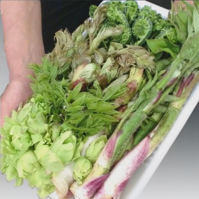 独活 山菜 うど ウド（山うど 450g前後天然物）大小混合採りたて発送ご