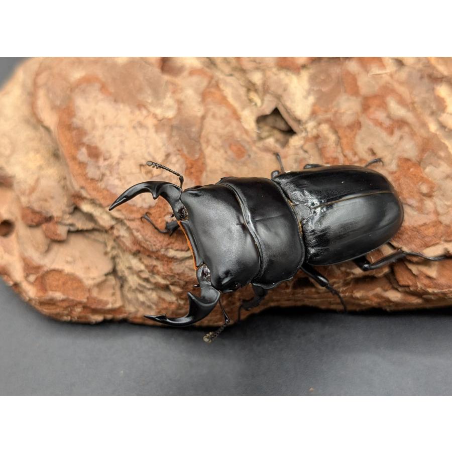 ツノボソオオクワガタ ♂47mm♀32mm : クワガタカブトムシ専門