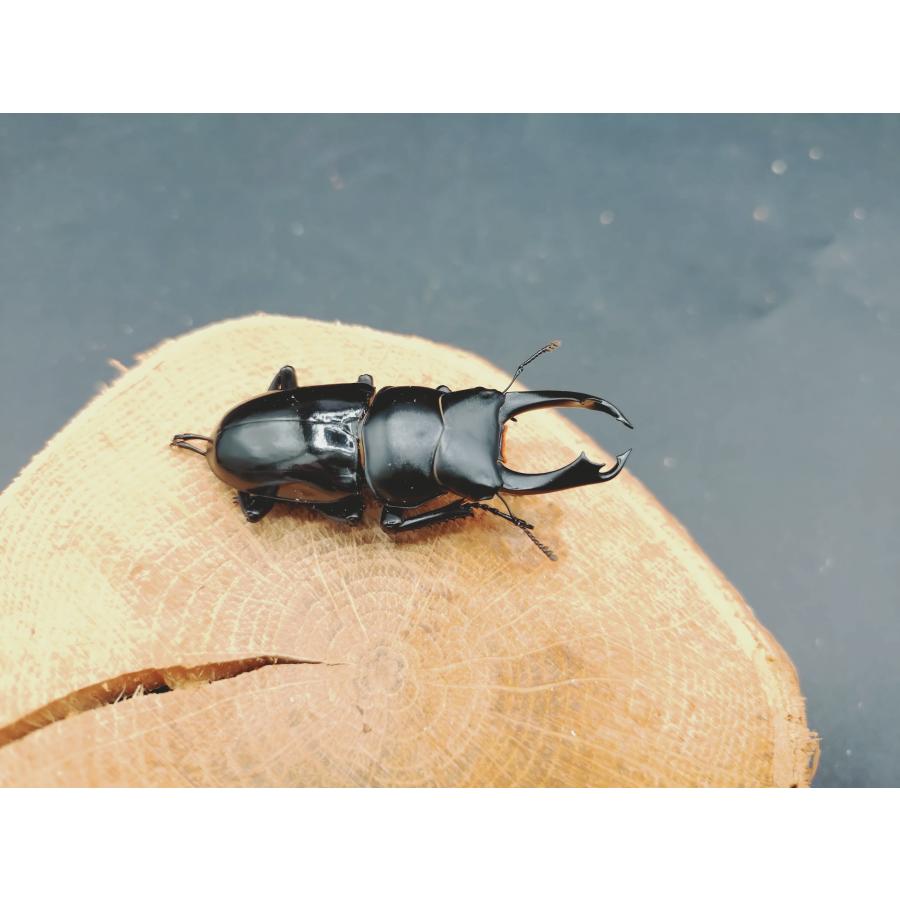 WDセメノウコクワ ♂48粍♀33粍