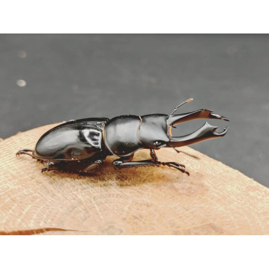 WDセメノウコクワ ♂48粍♀33粍